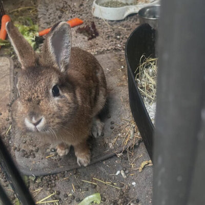Walk with Claire providing loving in-home care for a pet rabbit during a drop-in visit in Toronto, Hamilton, and surrounding areas.