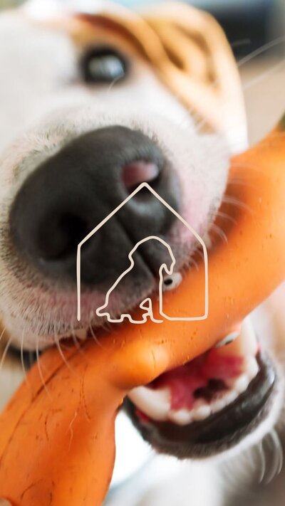 custom dog sanctuary branding design