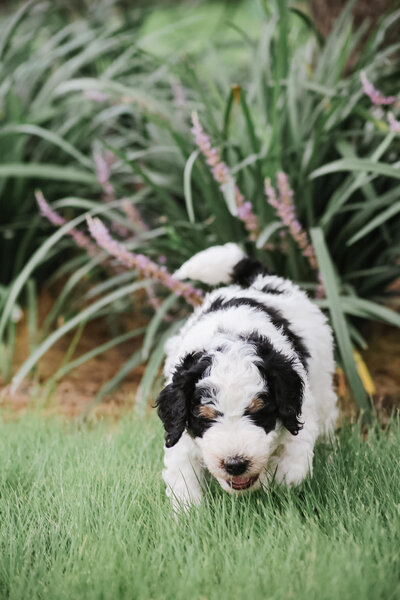 Bernedoodle puppies for sale near me 