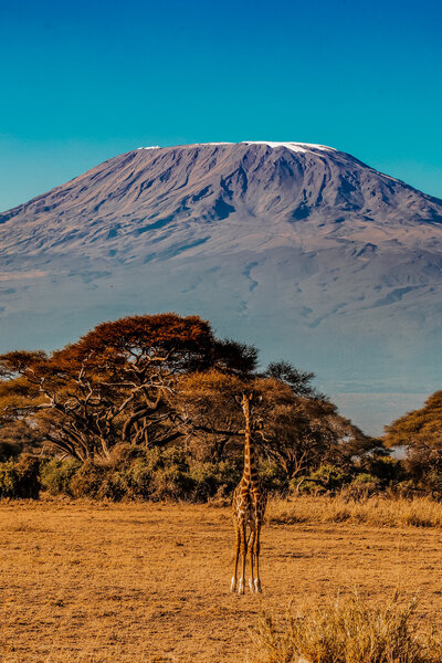 A giraffe standing in the field with Mt. Kilimanjaro in the background