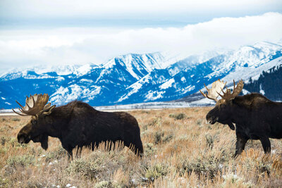 Wyoming scenery of a moose