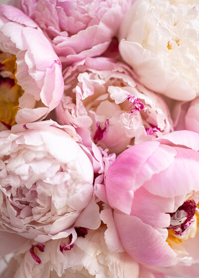 Close-up of a cluster of pink and white peonies in full bloom, showcasing their delicate, layered petals and soft textures. The flowers are tightly arranged, providing a lush and vibrant display of colors.