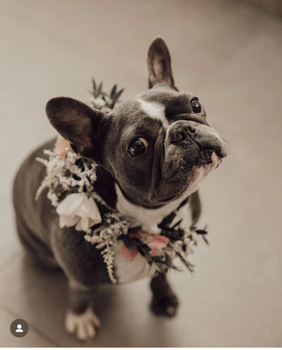 Bulldog met bloemenhalsband