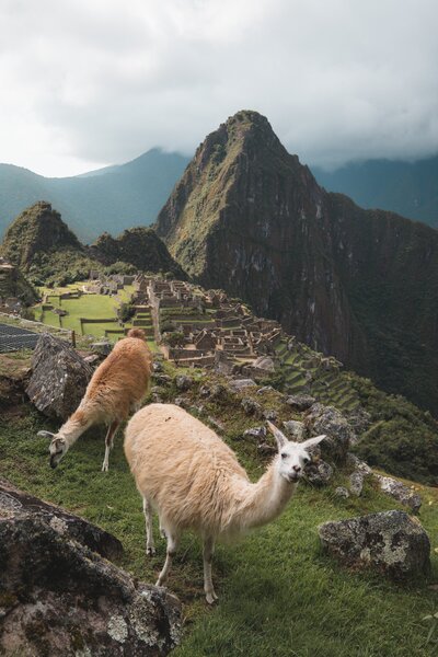 Two alpacas at Machu Picchu seen while on a yoga retreat in Peru