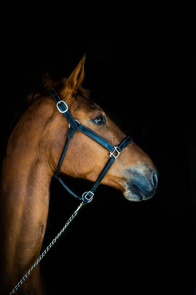 Equine - Portrait 1-2021