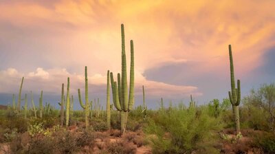 Sonora Photographer