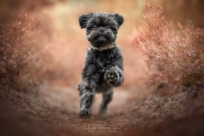Een zwarte boomer hond springt door de heide met zijn pootje in de lucht