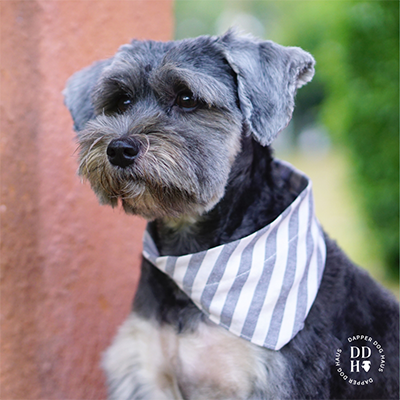 Grey dog wearing a bandana with small logo