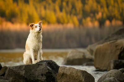 Pets-through-the-Lens-Photography-Outdoor—Dog-Photographer