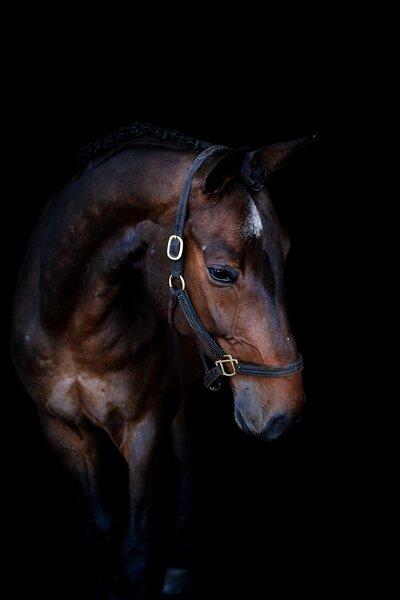 Equine Lifestyle photography Ocala Florida
