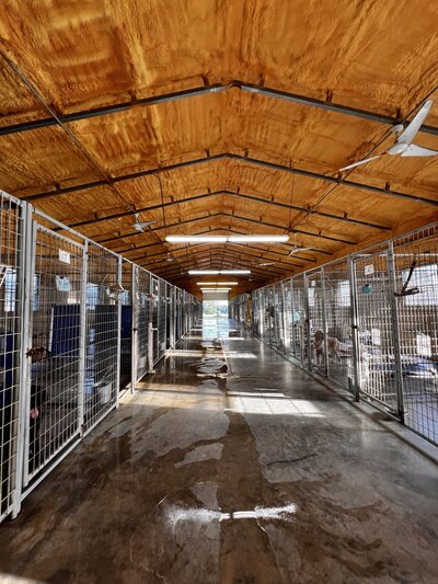 Indoor/Outdoor Dog Kennels
