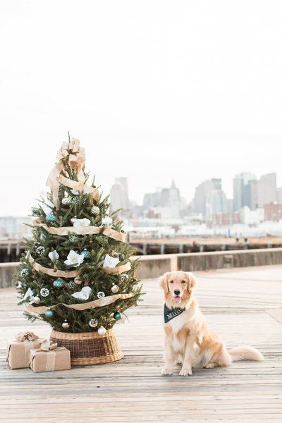 Golden Retriever wearing a green plaid scarf