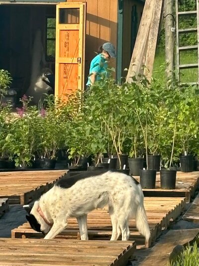 Rebecca working on the farm among potted lilac plants and dog Delilah
