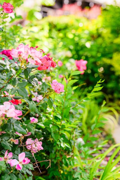 close up of pink flowers  and green bush colorful at the Windmill House Chino Valley summer wedding 