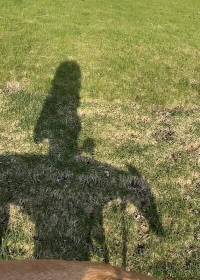 shadow of barbara gates and greyhound hank