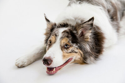 San Francisco pet photography
