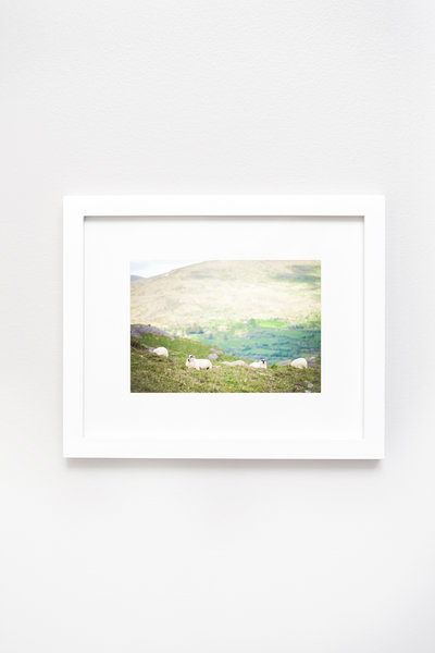 Ireland-Sheep-Hill