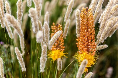 Close-up of striking yellow and orange Eremurus flowers amid soft, white grasses in a vibrant garden setting.