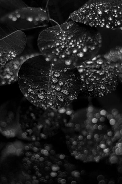 Fine Art Flower Photography Metal Print Black and White  closeup of leaves covered in raindrops title Dewdrop