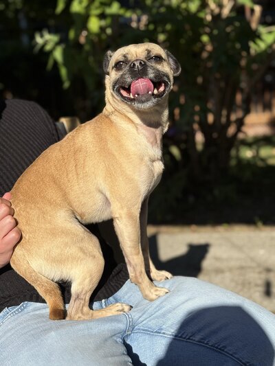 Hazel (3)
