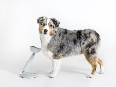 commercial-dog-photographer-white