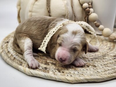 44350a1d-0264-4cd1-b904-7dec8ed774b6