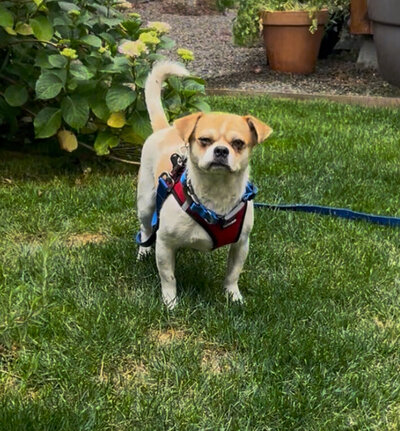 Smuggy (1)
