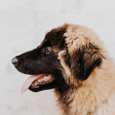 Estrela Mountain Dog Puppy-2
