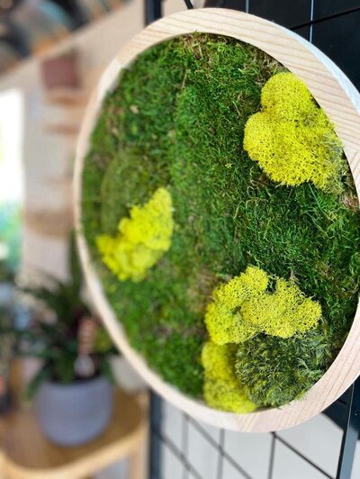 Round Moss Wall Art at The City Mercantile
