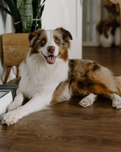 Australian shepherd dog 