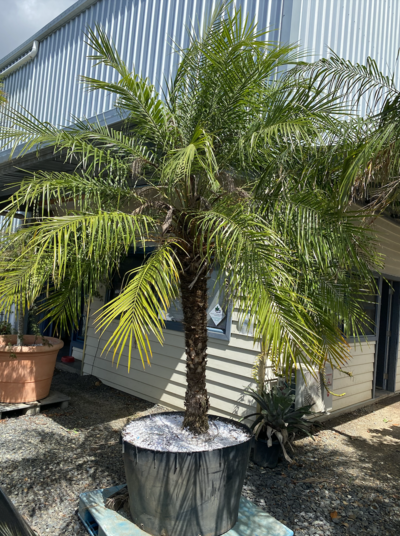 PYGMY DATE PALM 'DWARF DATE' Phoenix Robelenii