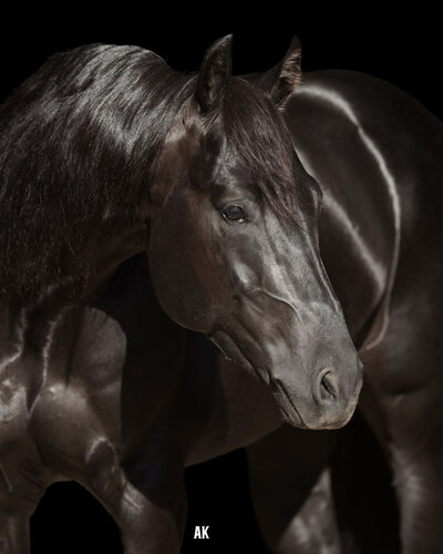 Black Background Photo of Quarter Horse Stallion 'Zak 34' NRCHA Snaffle Bit Futurity Champion