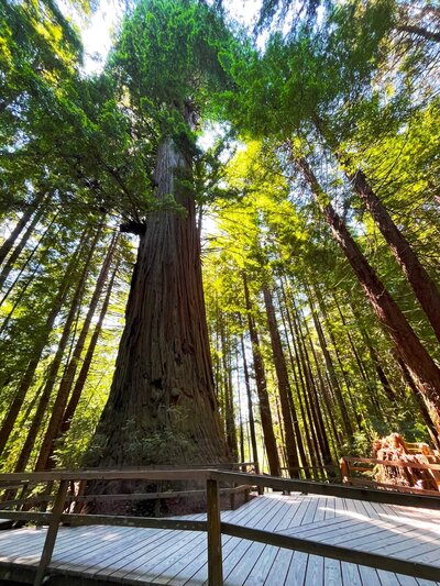 Giant Redwood tree by Nate Robinson Photography