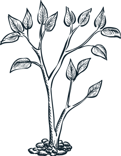 Sapling — pillar 2 mark