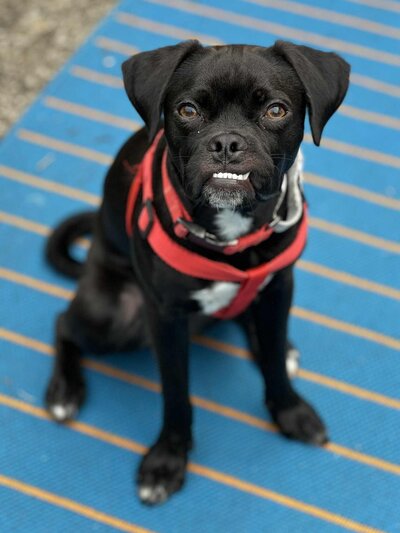 Porkchop (7)