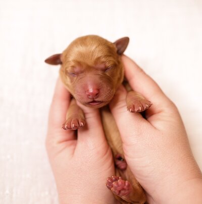 Baby Labrador in Hands