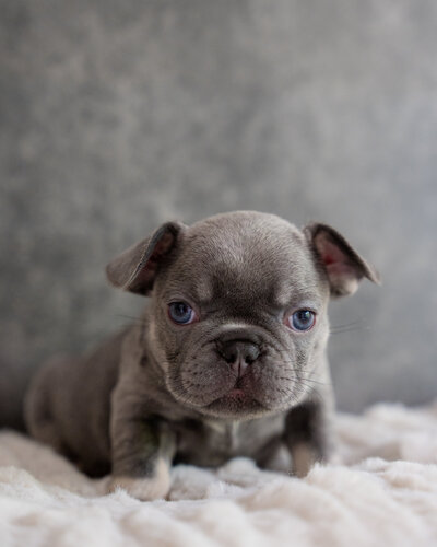 Blue Pied Available French Bulldog
