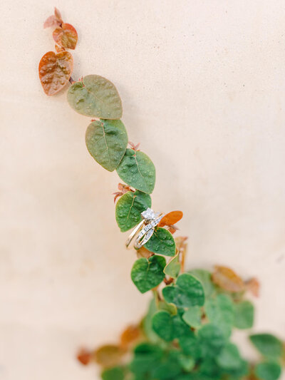 detail shot of wedding rings on a wall climbing plant