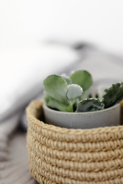 green plant in a wicker basket