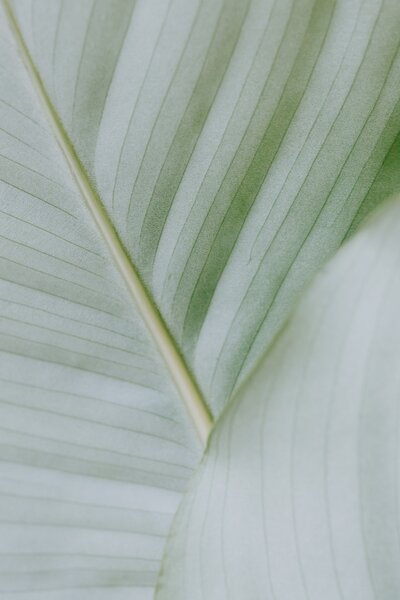 Macro photograph of the underside of pale green and white leaves. Photo by Karolina Grabowska via Pexels.