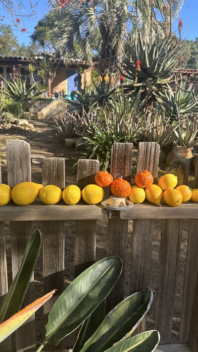 Fruit lined up on wooden fence in front of agaves
