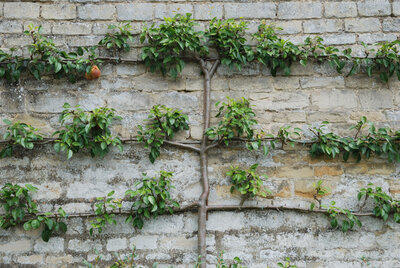 An espaliered fruit tree growing flat against an old brick wall, with a single ripe fruit hanging amidst the green leaves.