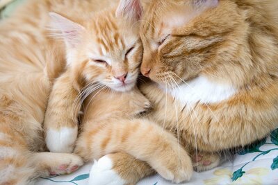 two orange tabby cats snuggle