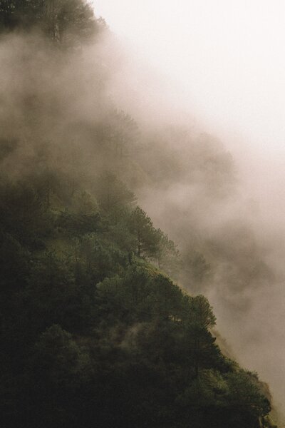 Fog filled forest