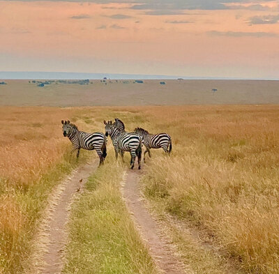 Zebraonroad