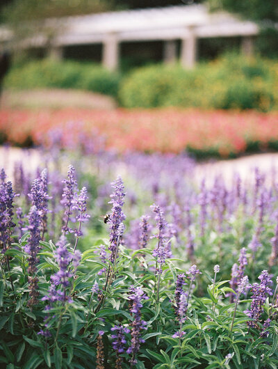 Purple flowers in a garden by Katie Stansfield Photography, a Richmond photographer.