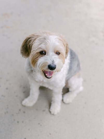 A portrait of Indy, a charming Terrier-Poodle mix