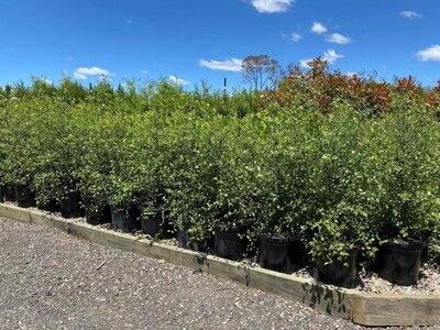 PITTOSPORUM SILVER SHEEN Pittosporum tenuifolium