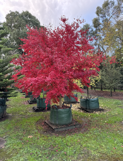 JAPANESE UPRIGHT MAPLE Acer palmatum