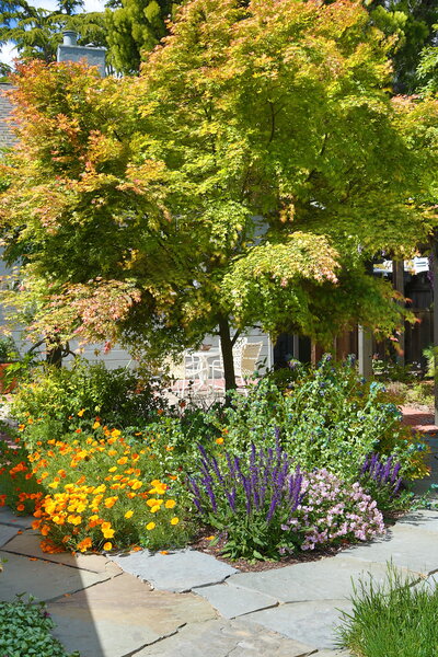 Tree with green and orange leaves surrounded by poppies and purple flowers near stone walkway